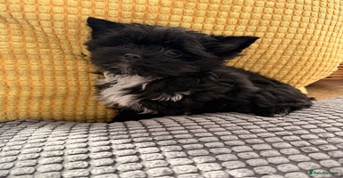 Yorkshire Terrier dogs Yorkshire terrier Black Biewer Ready To Leave ❣️❣️ - Advert 12