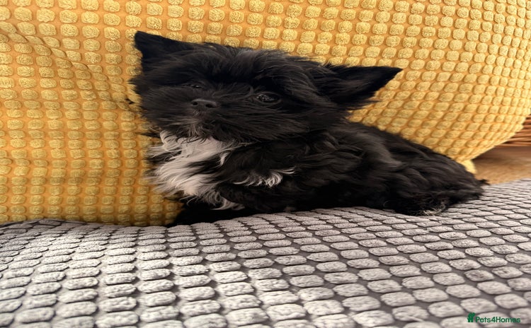 Yorkshire Terrier dogs Yorkshire terrier Black Biewer Ready To Leave ❣️❣️ - Advert 1