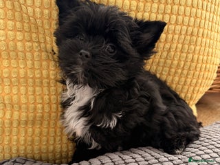 Yorkshire Terrier dogs Yorkshire terrier Black Biewer Ready To Leave ❣️❣️ - Advert 10