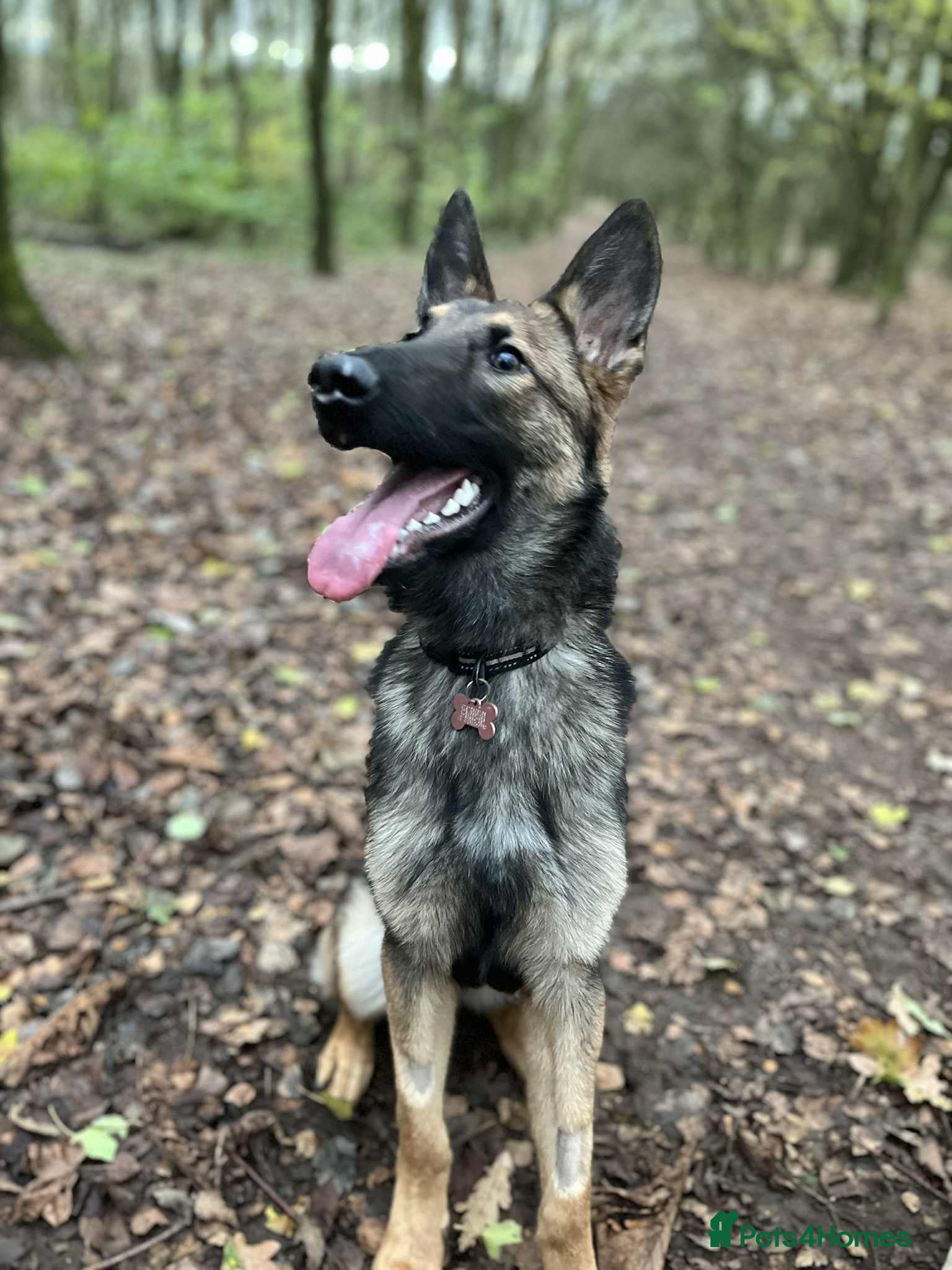 Belgian Shepherd Dog dogs belgium shepard  - Advert 11