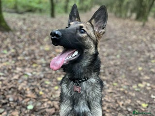 Belgian Shepherd Dog dogs belgium shepard - Advert 20