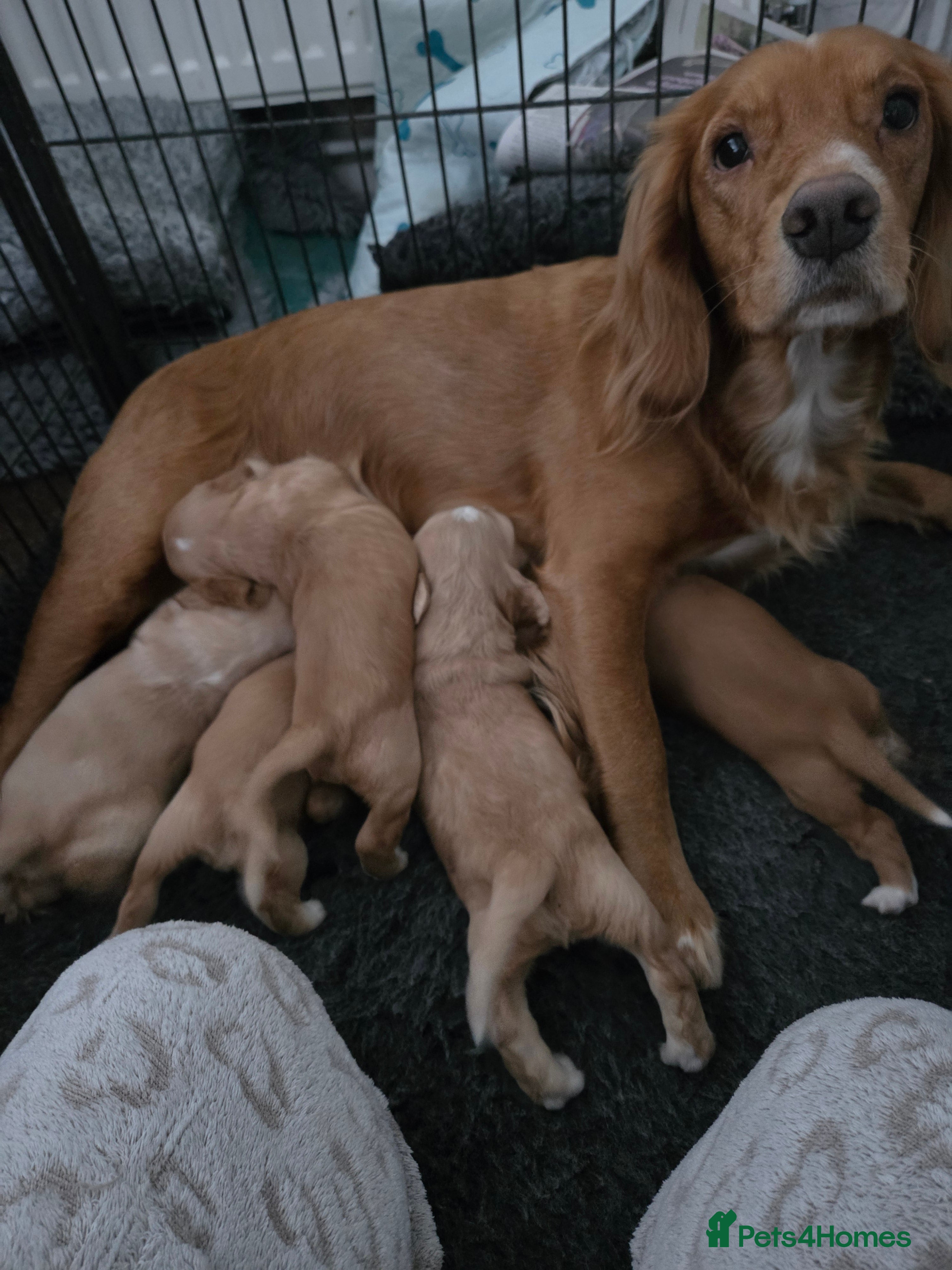 Cocker Spaniel dogs 1 Girl Re Available Cocker Spaniel - Advert 1