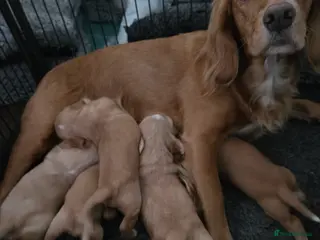 Cocker Spaniel dogs 1 Girl Re Available Cocker Spaniel - Advert 1