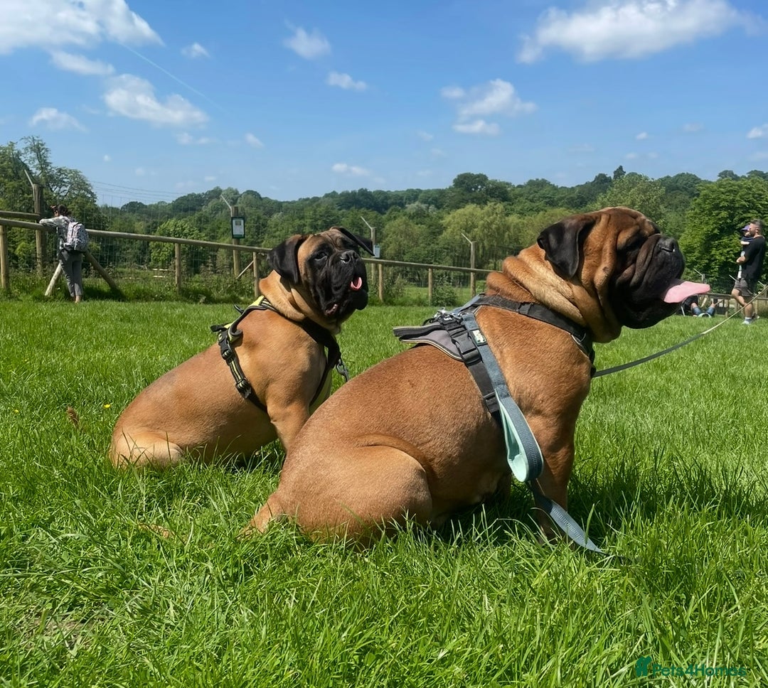 Bullmastiff dogs for sale: Beautiful Bullmastiff girl - Image 18