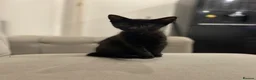 Mixed Breed cats for sale: Beautiful cats  - Advert 2