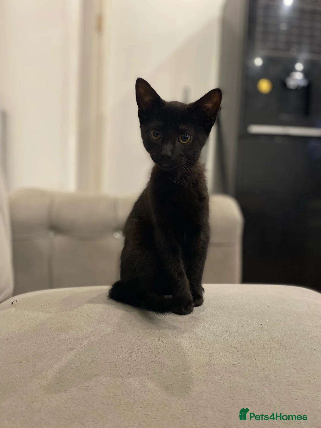 Mixed Breed cats for sale: Beautiful cats  - Advert 2