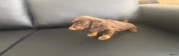 Miniature Dachshund dogs for sale: Miniature Dutch hound in Reading - Advert 13