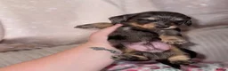 Miniature Dachshund dogs for sale: Miniature long haired dachounds  - Advert 13