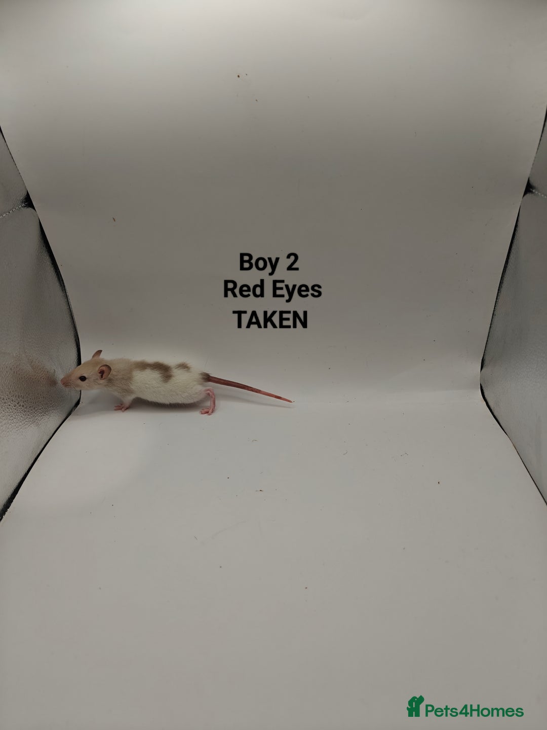 Rat rodents for sale: NOV: 18 Rats (8 Rats: 3 Boy & 5 Girls Left) - Advert 2