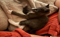Domestic Shorthair cats for sale: COLIN - Gorgeous little boy kitten  - Image 2