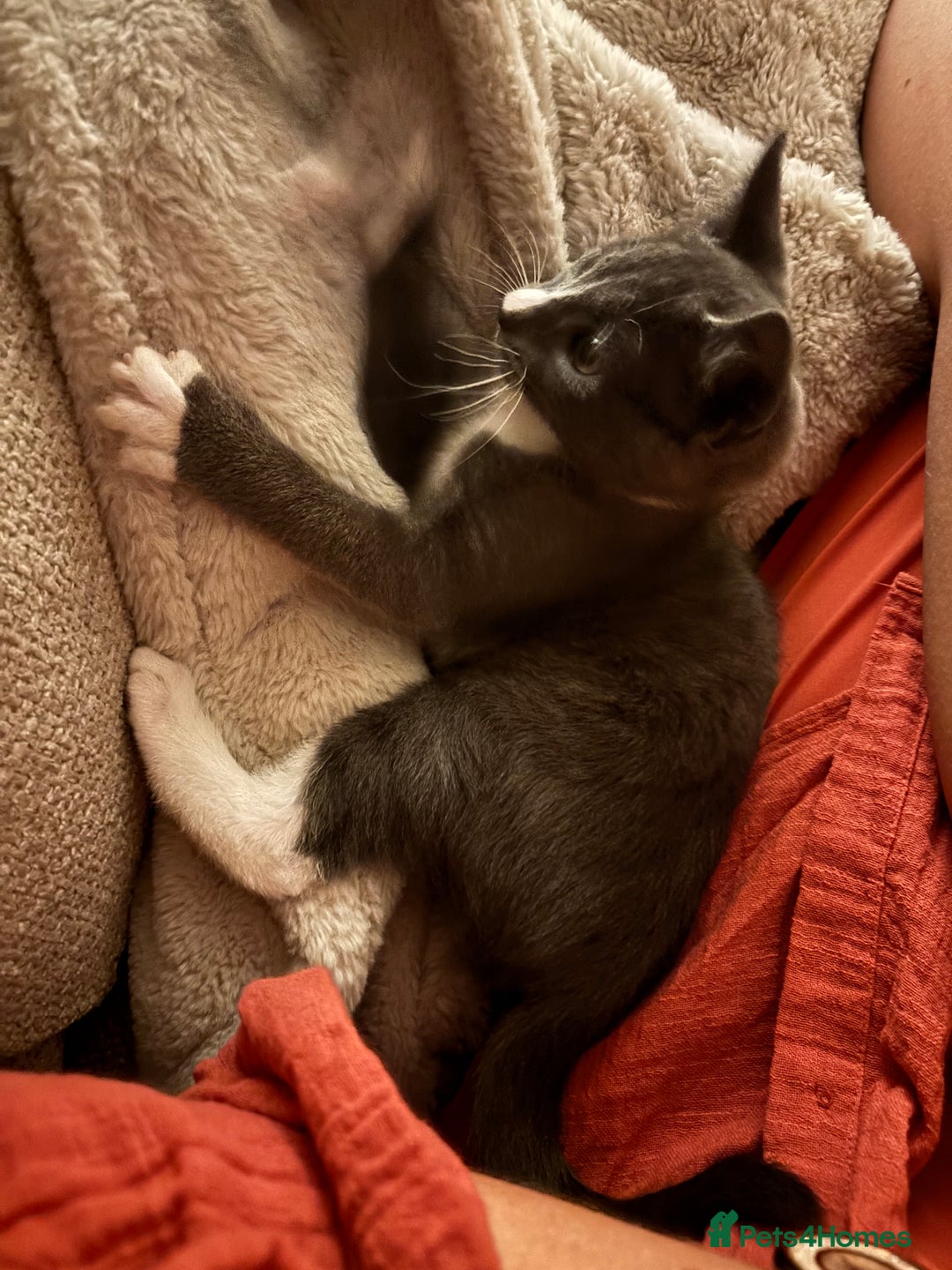 Domestic Shorthair cats for sale: COLIN - Gorgeous little boy kitten  - Image 2