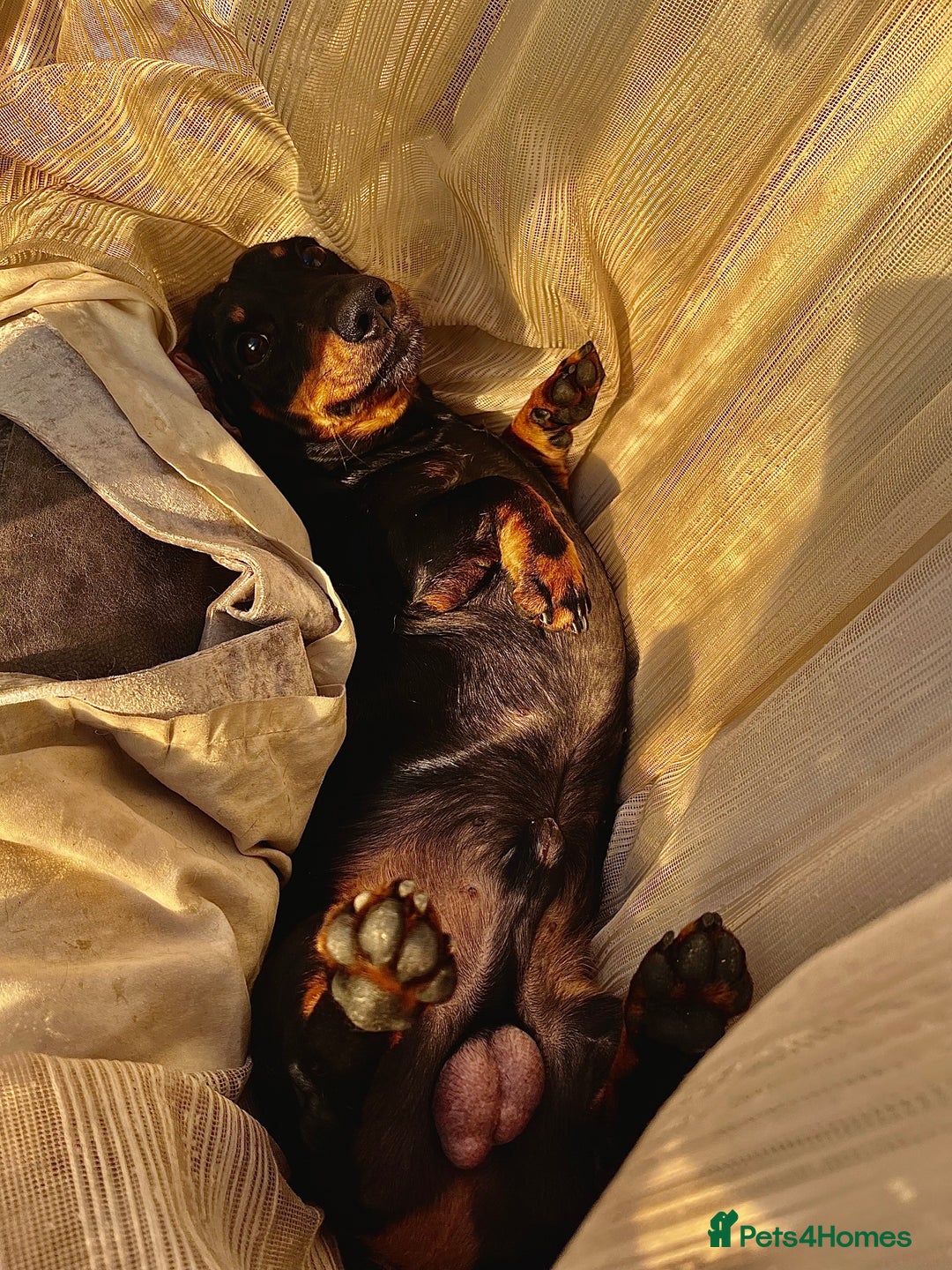 Chiweenie dogs for sale: Beautiful dachshund/ chihuahua puppies  - Image 10