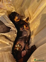 Chiweenie dogs - Advert 14