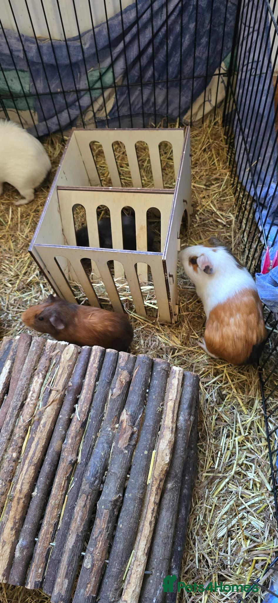 Guinea Pig rodents Guinea pigs - Advert 1