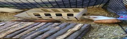 Guinea Pig rodents for sale: Guinea pigs - Advert 1