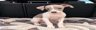 Italian Greyhound 1