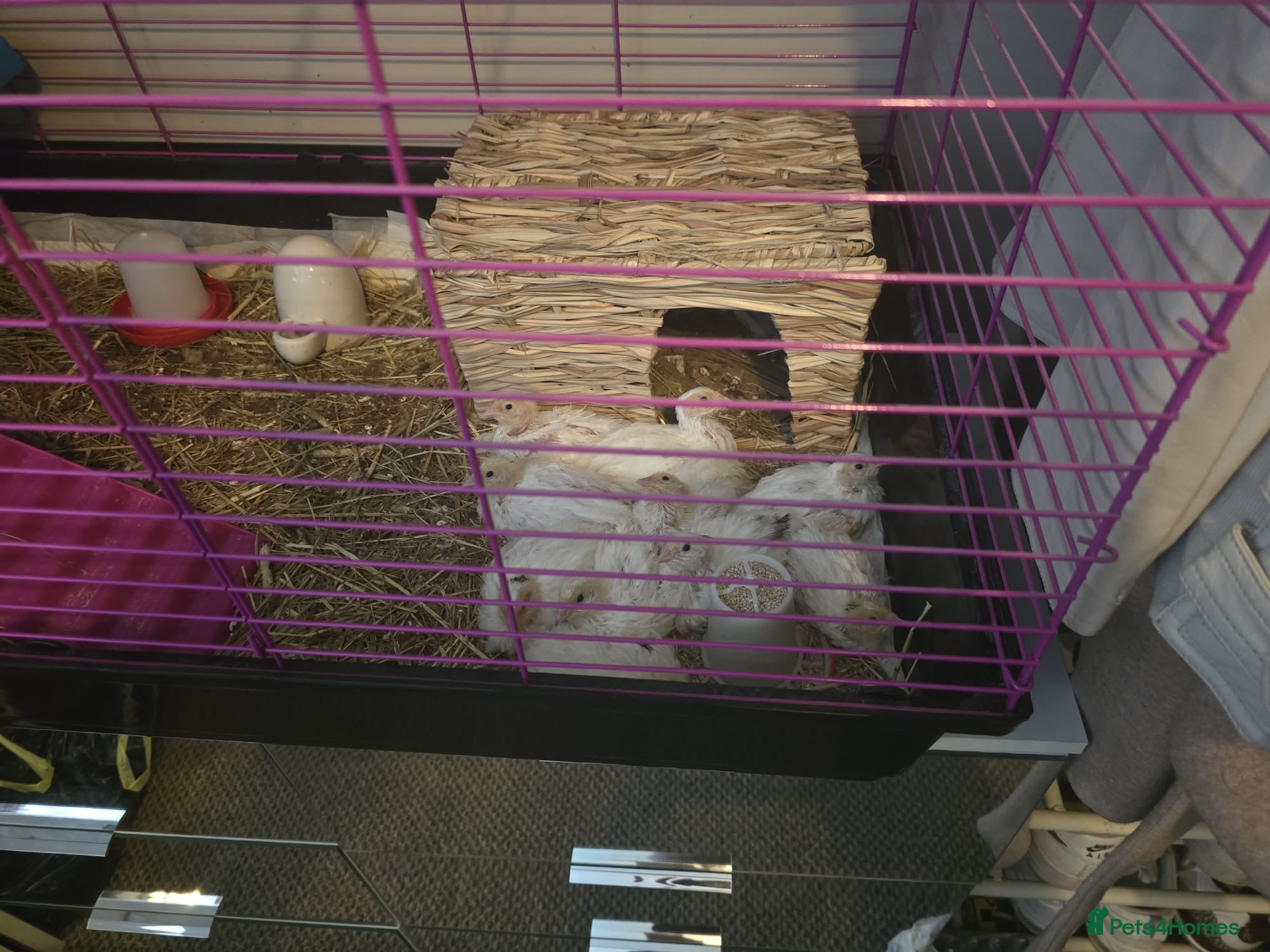 Quail poultry for sale: ** FERTILE WHITE BRITISH QUAIL EGGS FOR SALE ** - Advert 8