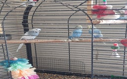 Budgerigars birds for sale: Budgie - Advert 2