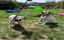 Dalmatian dogs for sale: 8 KC Dalmatian puppies  - Image 10
