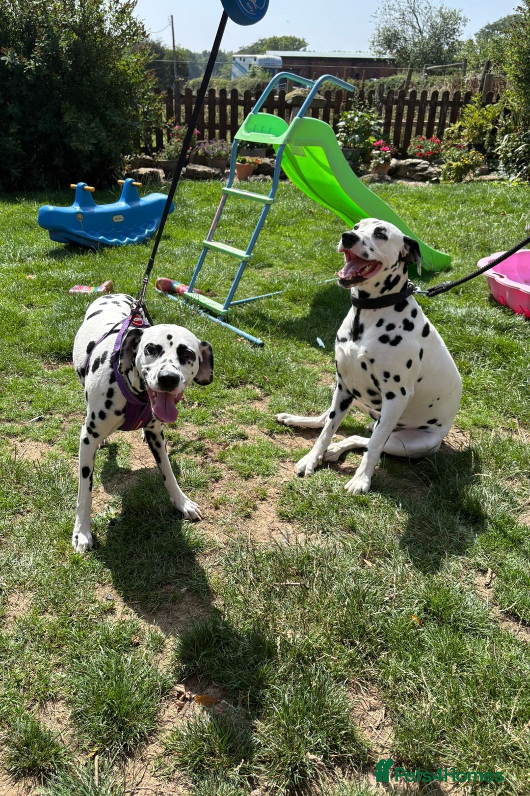 Dalmatian dogs for sale: 8 KC Dalmatian puppies  - Image 10