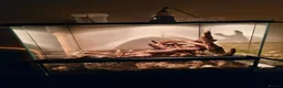 Frog reptiles for sale: Two green tree frogs with enclosure and lamp in Holywood - Advert 3