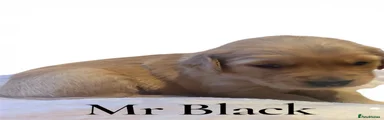 Mr Black