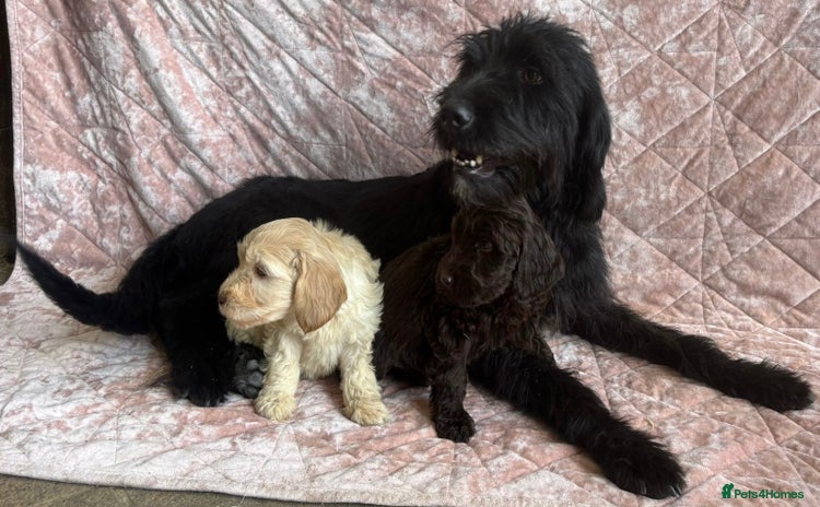 Mixed Breed dogs - Advert 1