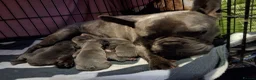 French Bulldog dogs for sale: Blue FrenchBulldog Puppies 3 Generations of Health - Advert 10
