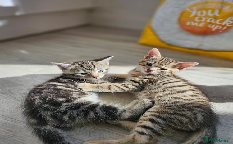 Mixed Breed cats - Advert 4