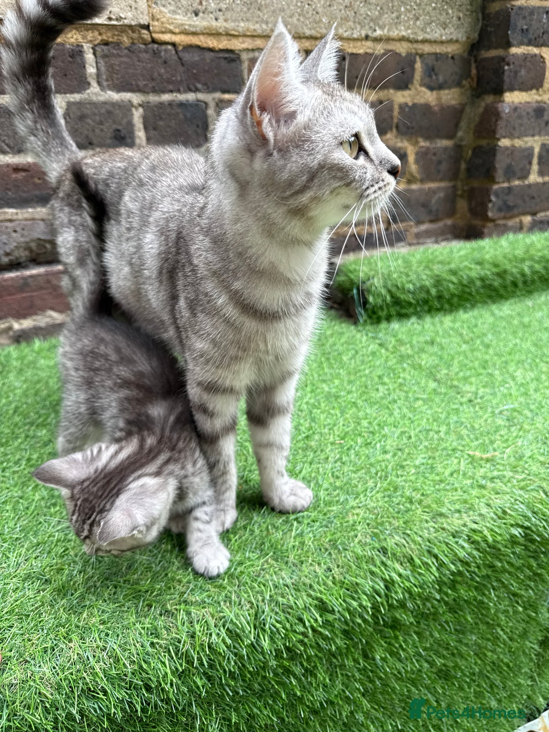 British Shorthair cats for sale: British short hair mix - Image 6