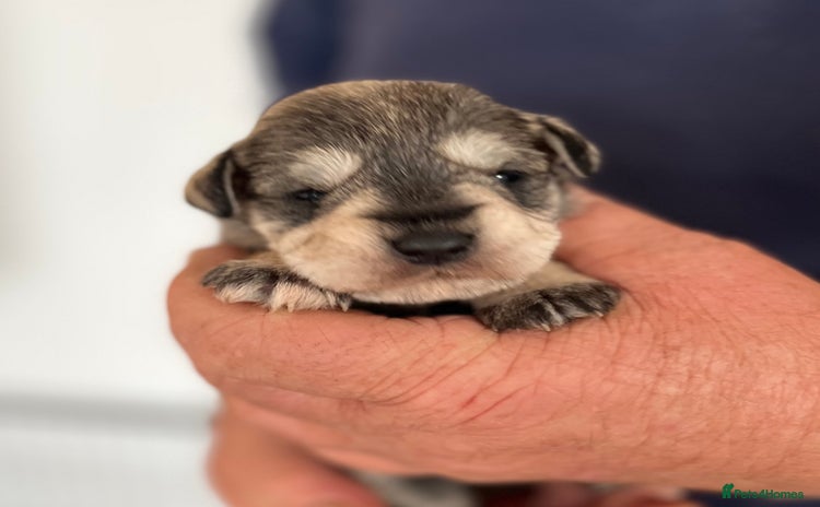 Miniature Schnauzer dogs - Advert 10