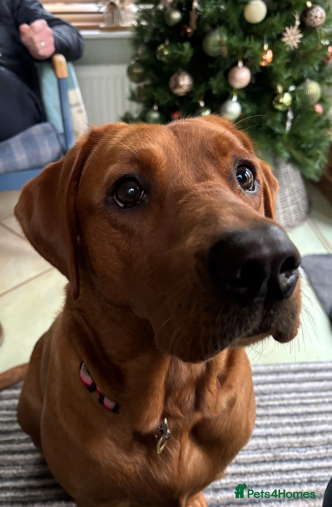 Labrador Retriever dogs for sale: Fox Red Labrador Puppies - Advert 18