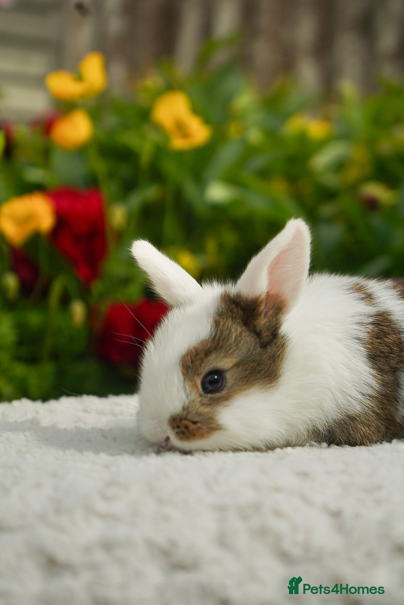 Mixed Breed rabbits for sale: Gen 1 plushy’s (mini Rex x mini lop) - Advert 5