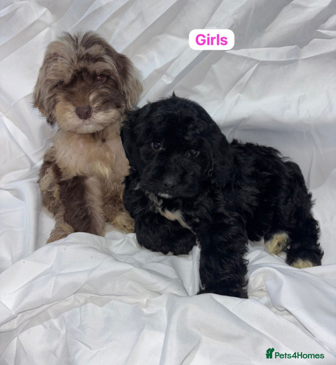 Cockapoo dogs for sale: Gorgeous Cockapoo Puppies  - Advert 10