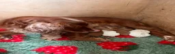 Cocker Spaniel dogs for sale: Working Cocker Spaniel puppies  - Advert 3