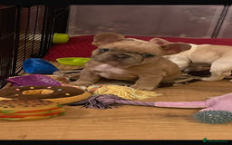 French Bulldog dogs for sale: Handsome French bulldog puppy for sale!!  - Image 6
