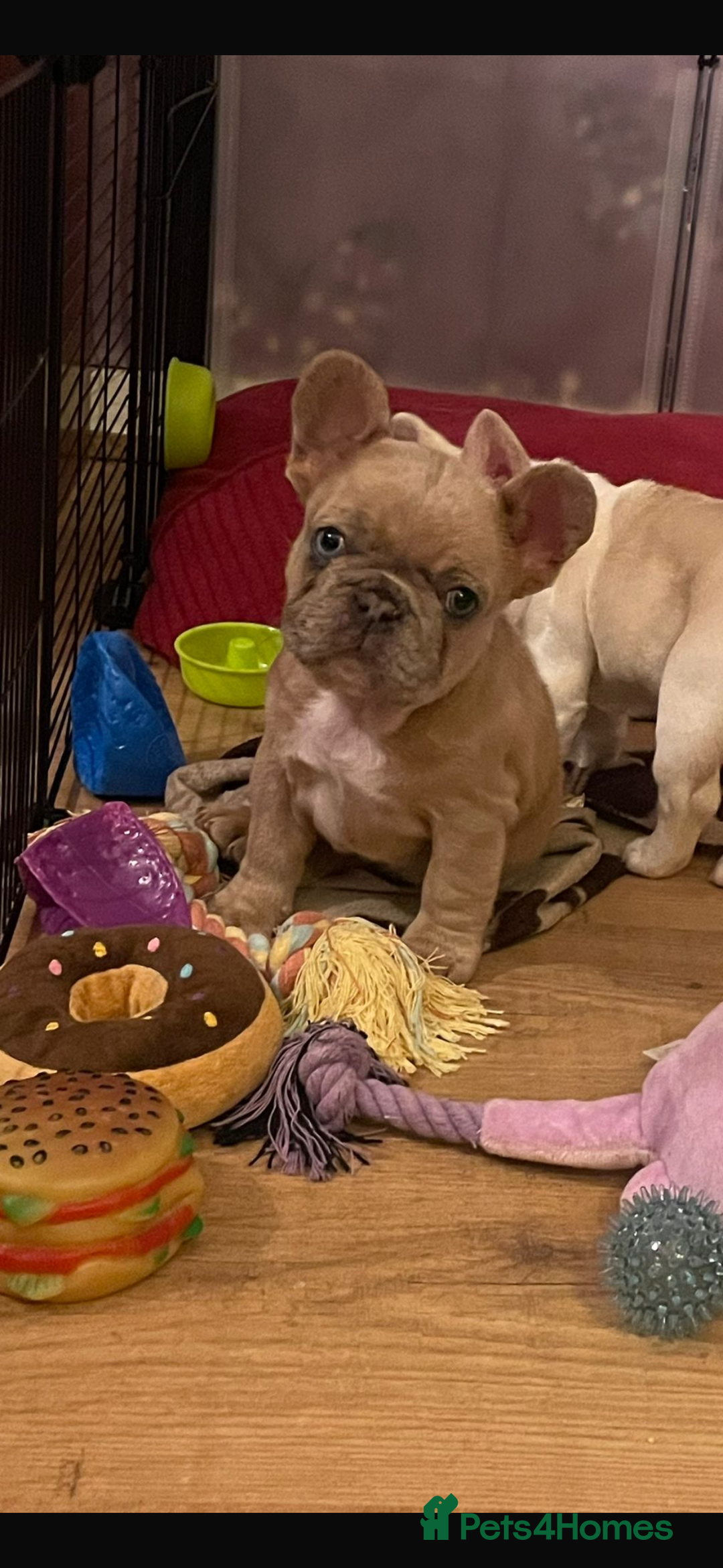 French Bulldog dogs for sale: Handsome French bulldog puppy for sale!!  - Image 6
