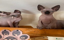 Sphynx cats for sale: Tica registered Sphynx  - Image 12