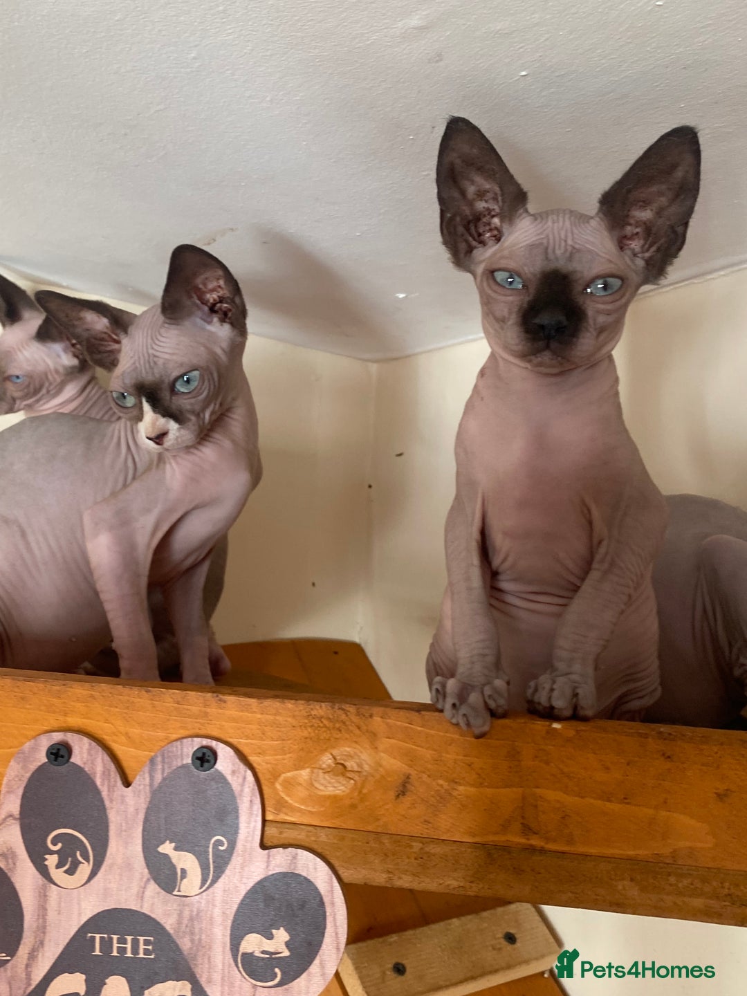 Sphynx cats for sale: Tica registered Sphynx  - Image 12