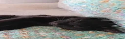 Mixed Breed cats for adoption: Beautiful Brothers Looking for Their Forever Home  - Advert 8