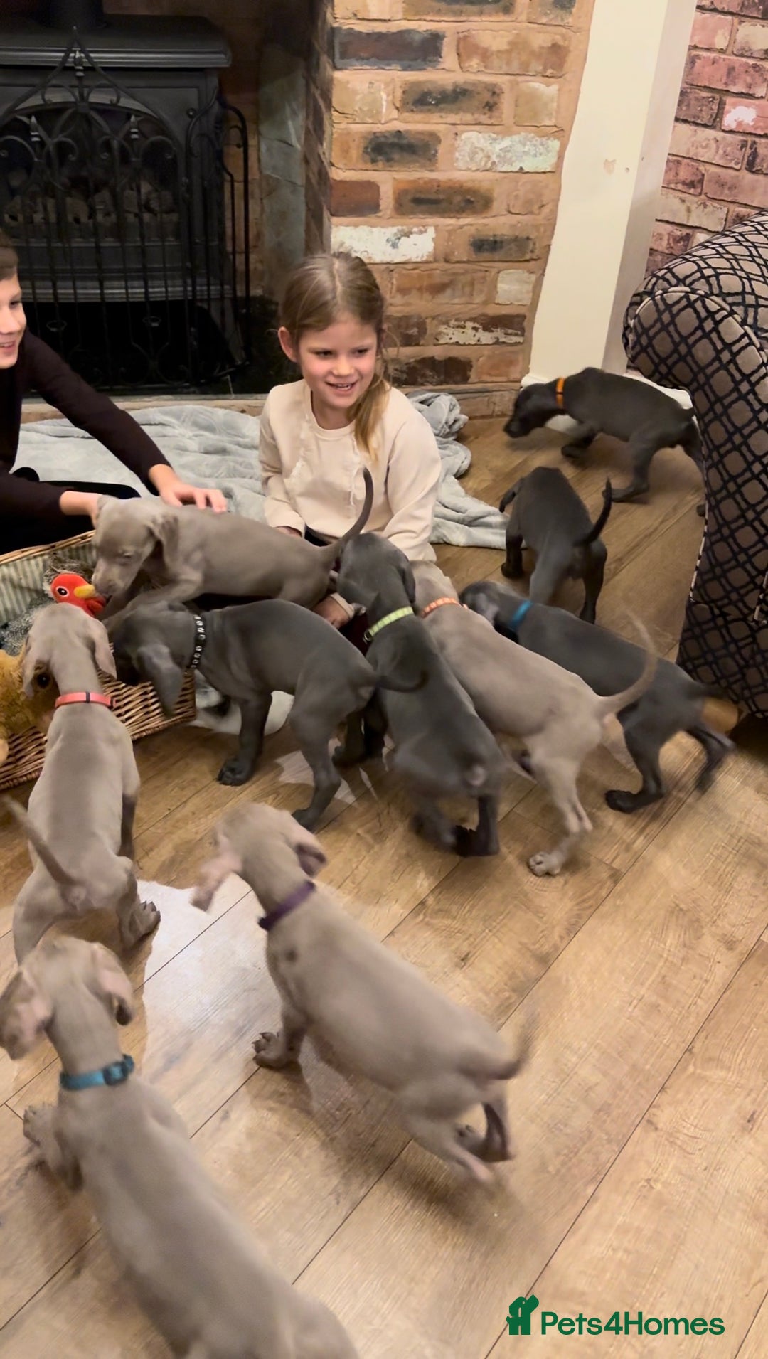 Weimaraner dogs for sale: 🐶🐾Adorable KC Registered Weimaraner Puppies🐶🐾 - Advert 3