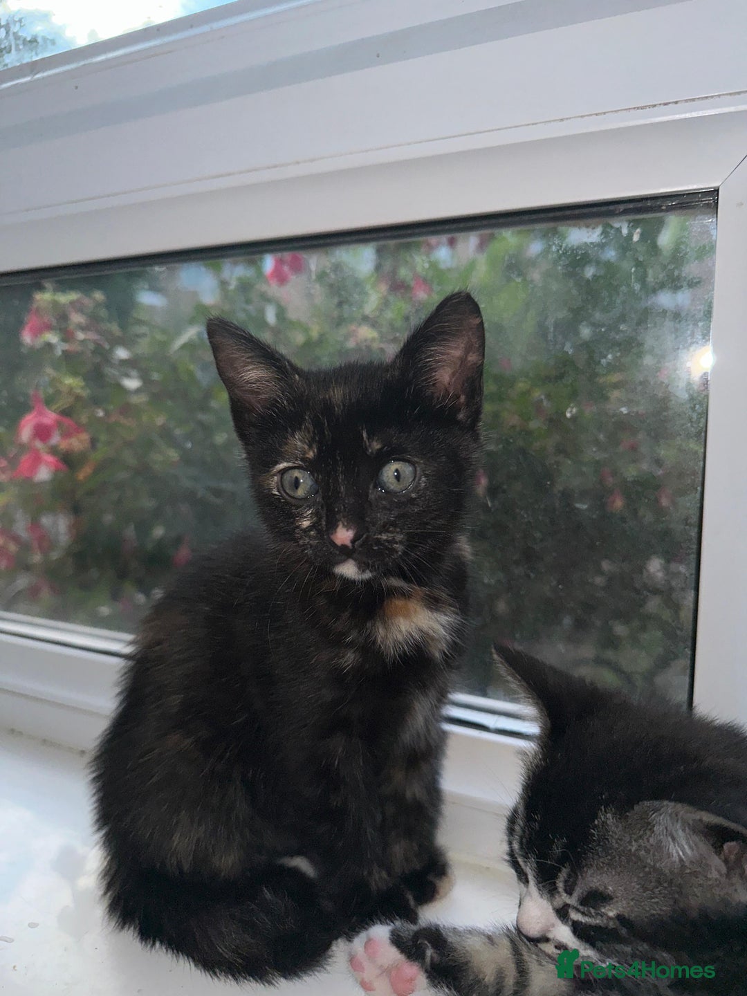 Bengal cats for sale: 6 Cross Bengal Kittens - Image 27
