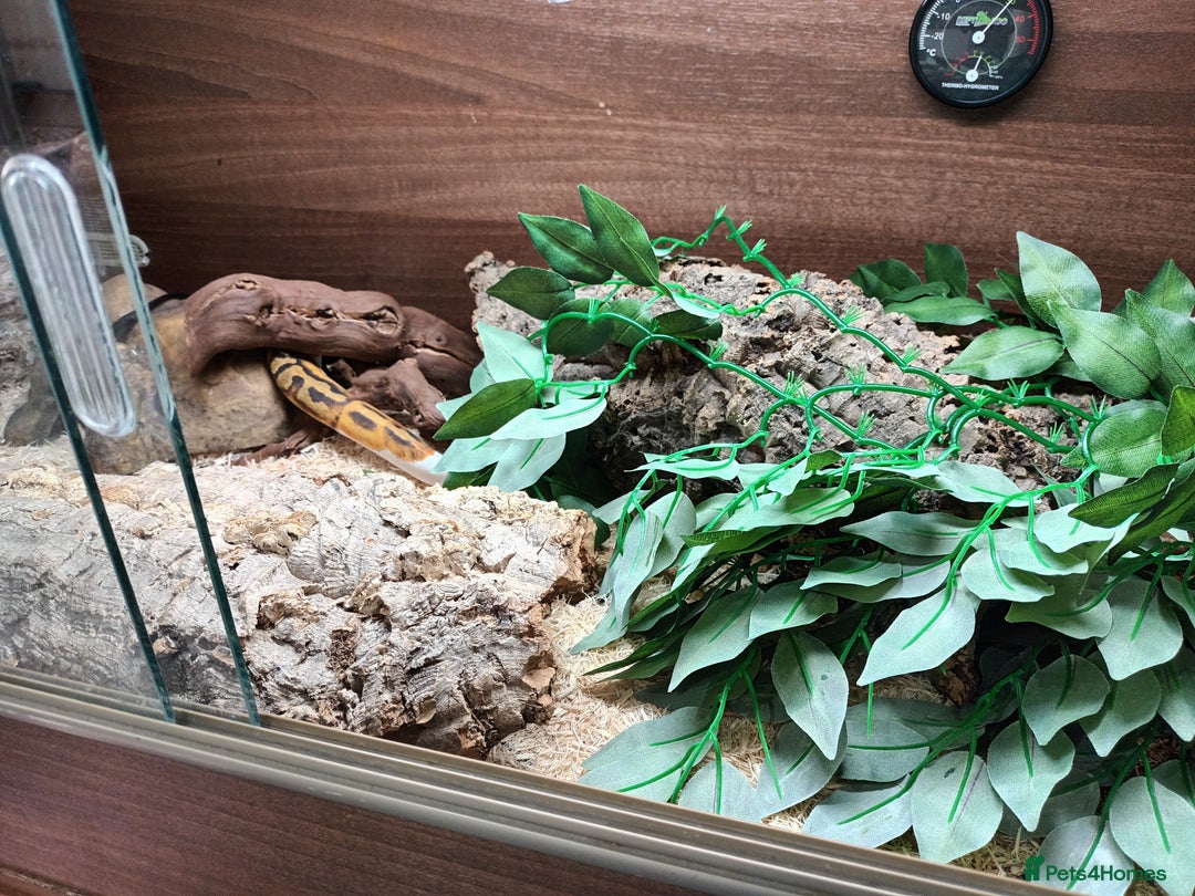 Python Snake reptiles for sale: Ball Python and vivarium - Image 9