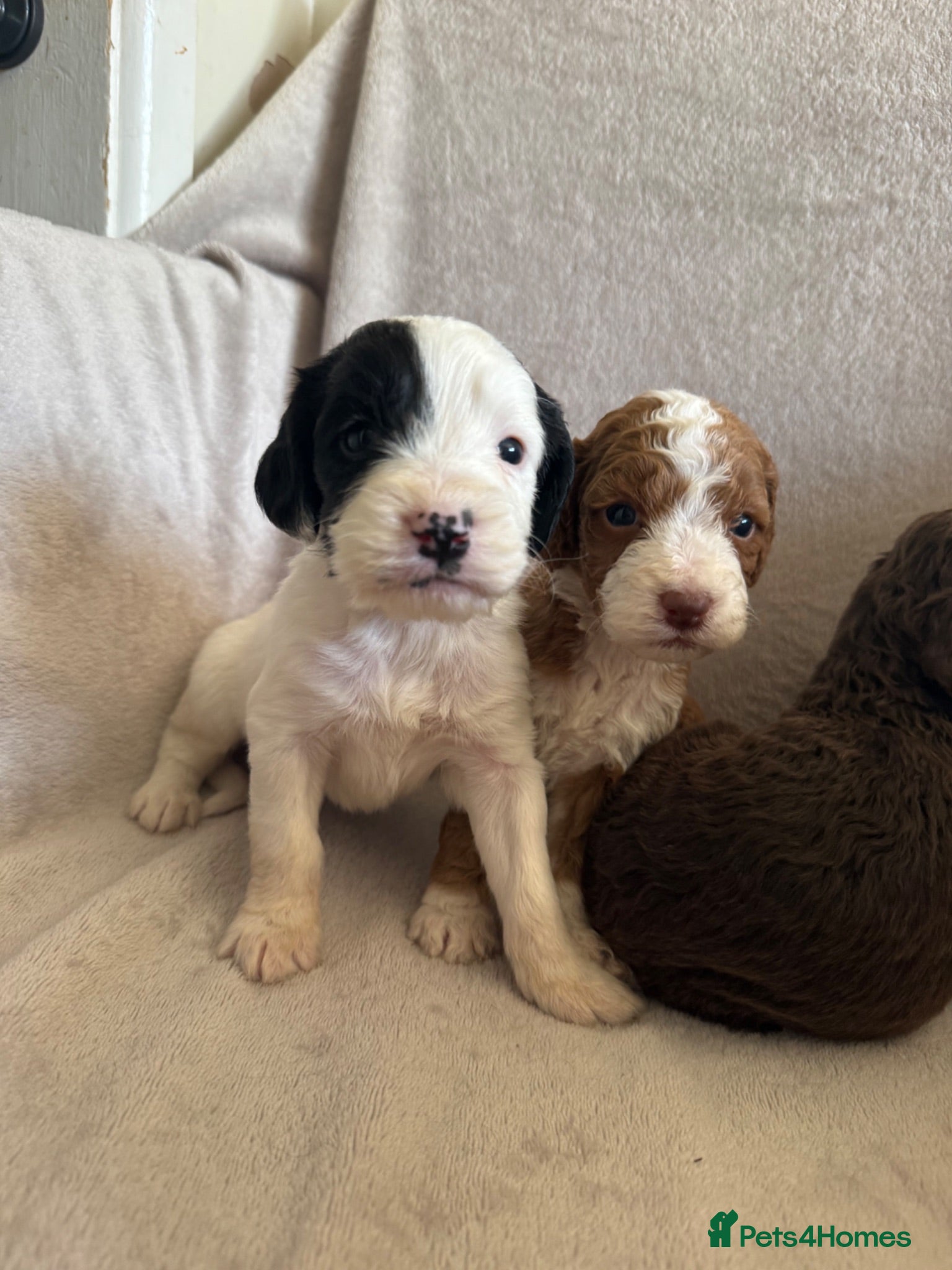 Cockapoo dogs Beautiful Cockapoo Puppies – Boys & Girls  - Advert 6