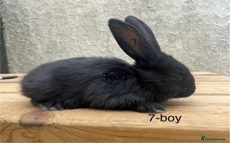 Continental Giant rabbits for sale: Pure bred continental giants - Image 6