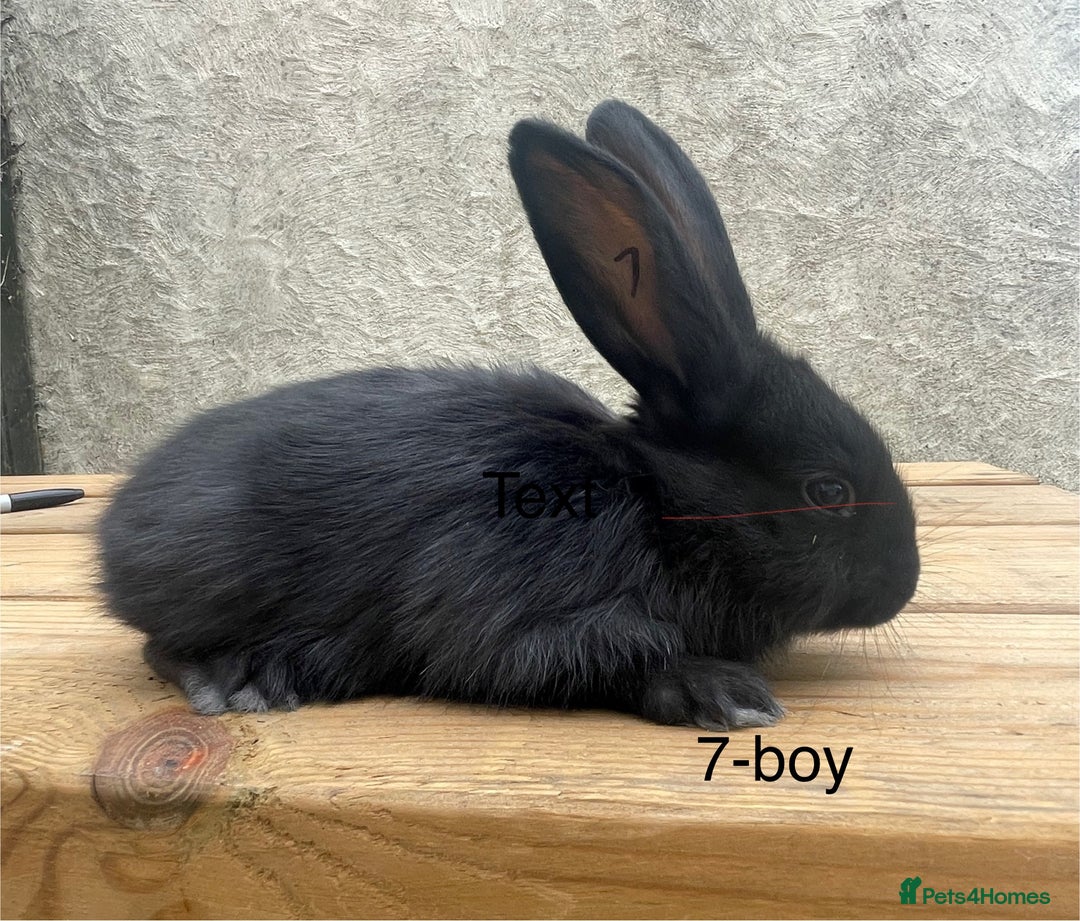 Continental Giant rabbits for sale: Pure bred continental giants - Image 6