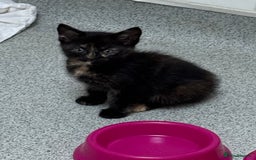 Mixed Breed cats for sale: 2 kittens left ready for new homes  - Image 4