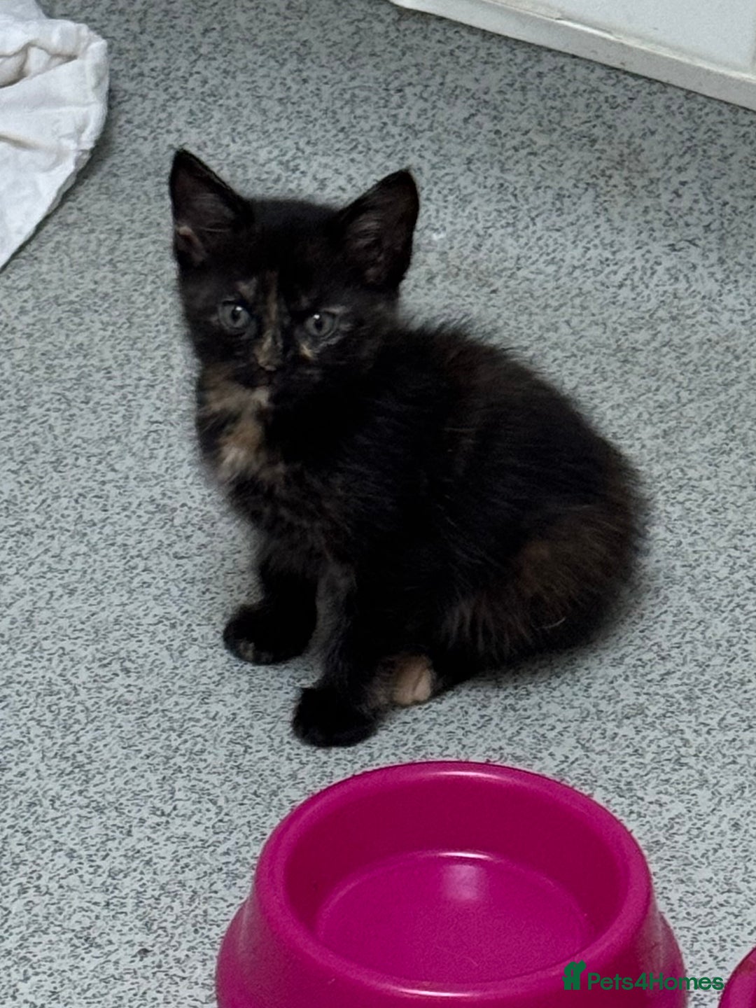 Mixed Breed cats for sale: 2 kittens left ready for new homes  - Image 4