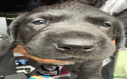 Labrador Retriever dogs for sale: EXCELLENT &UNIQUE LAB PUPPIES AV 12 NOV £1450 - Image 35