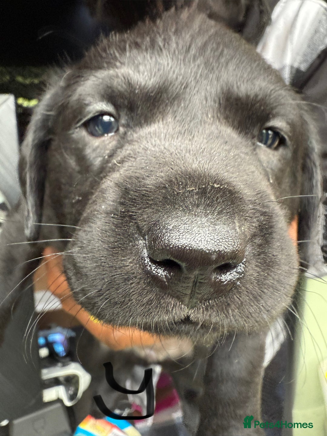 Labrador Retriever dogs for sale: EXCELLENT &UNIQUE LAB PUPPIES AV 12 NOV £1450 - Image 35